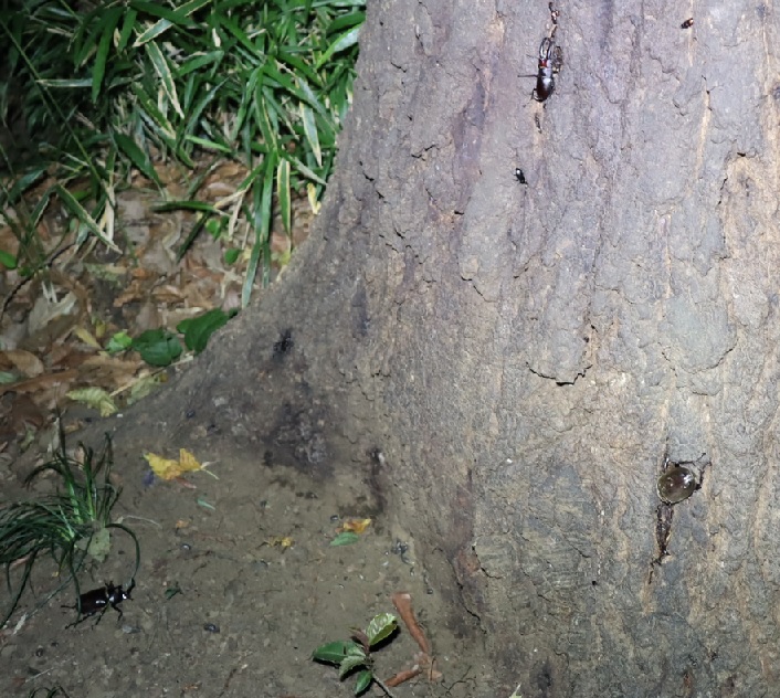 カブトムシ1♂1♀，ノコギリクワガタ1♂、コクワガタ1♂_No．3のクヌギ_クワガタ達のオアシス _2023年6月19日20時5f分気温22度